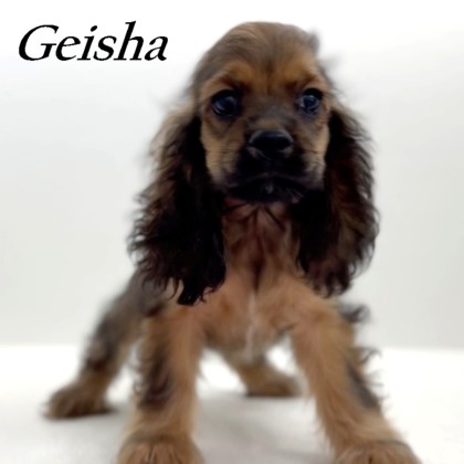 puppy, for, sale, Cocker Spaniel, Joe & Cherri  Overlease, dog, breeder, Miller, MO, dog-breeder, puppy-for-sale, forsale, nearby, find, puppyfind, locator, puppylocator, aca